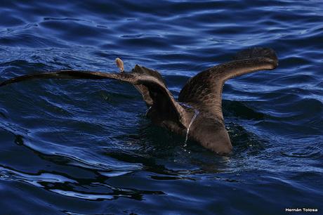 Petreles de barba blanca