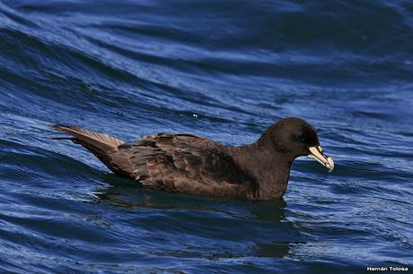 Petreles de barba blanca