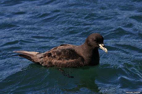 Petreles de barba blanca