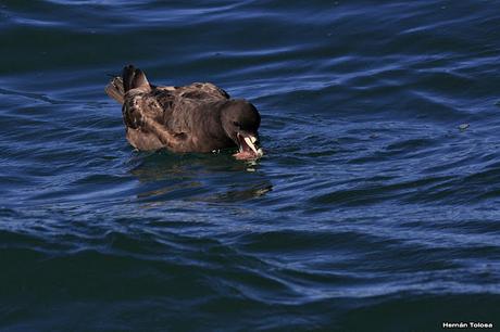 Petreles de barba blanca