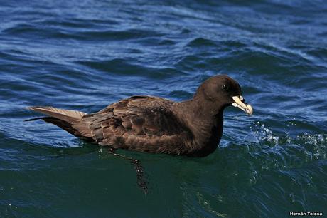 Petreles de barba blanca