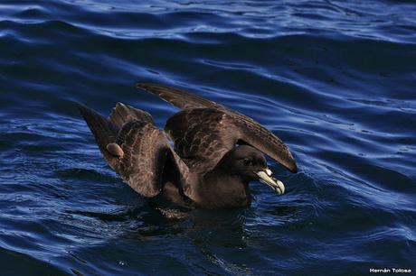 Petreles de barba blanca