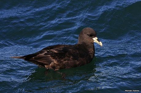 Petreles de barba blanca