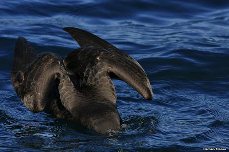 Petreles de barba blanca