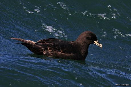Petreles de barba blanca