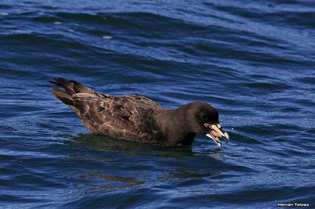 Petreles de barba blanca