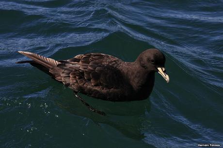 Petreles de barba blanca