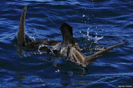 Petreles de barba blanca