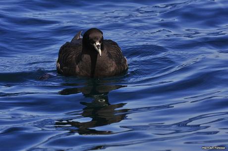 Petreles de barba blanca