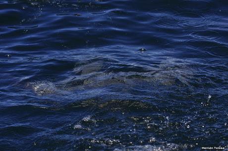 Petreles de barba blanca