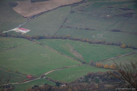 Cada oveja con su rebaño
