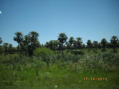 Mi tierra subtropical Mi tierra subtropical