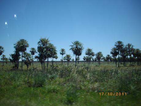 Mi tierra subtropical Mi tierra subtropical