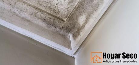 Consejos para prevenir y eliminar el moho en casa moho-techo