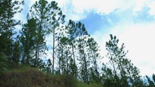 Medio Ambiente ejecuta segundo Inventario Nacional Forestal