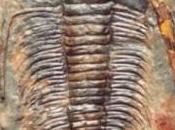 Trilobites