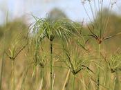 Pirí (Cyperus giganteus)