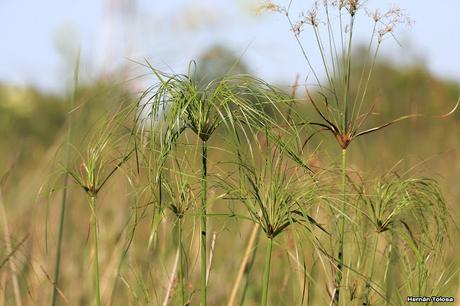 Pirí (Cyperus giganteus)