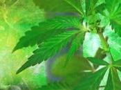 exagerado beneficios marihuana para tratar dolor?