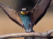 Apicultores contra abejarucos para salvar miel