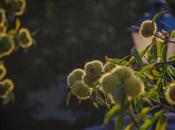 Castañas buena mañana