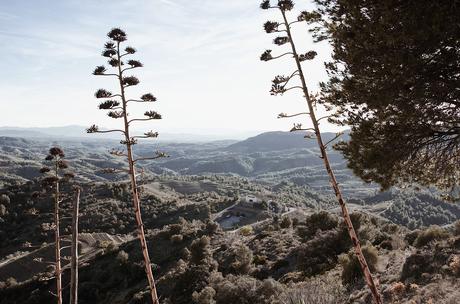 Qué ver en el Priorat