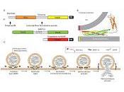 Causa Enfermedades Neurodegenerativas