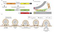 Que Causa las Enfermedades Neurodegenerativas