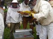 Apicam celebra aniversario