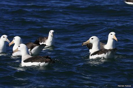 Barcos y albatros