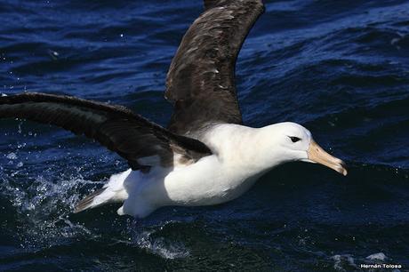 Barcos y albatros