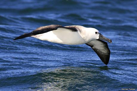 Barcos y albatros