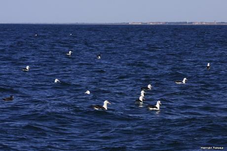 Barcos y albatros