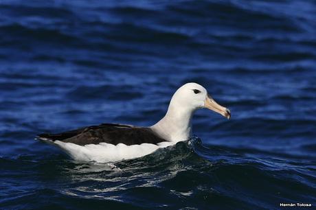 Barcos y albatros