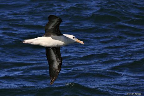 Barcos y albatros