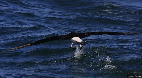 Barcos y albatros