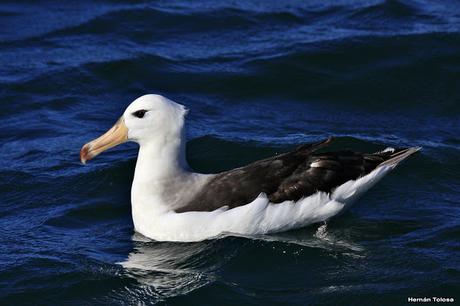 Barcos y albatros