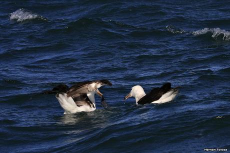 Barcos y albatros