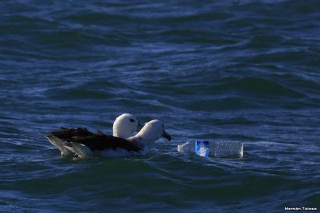 Barcos y albatros