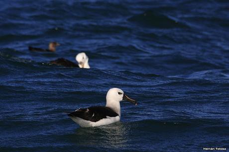 Barcos y albatros