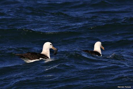 Barcos y albatros