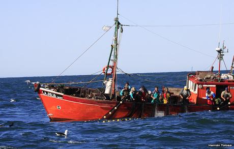 Barcos y albatros