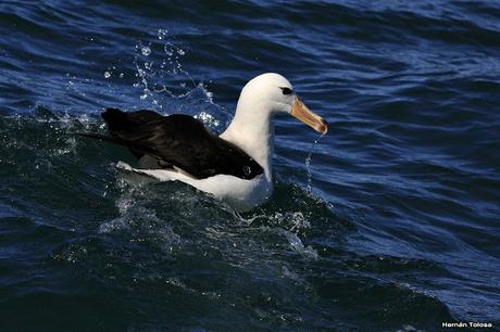 Barcos y albatros