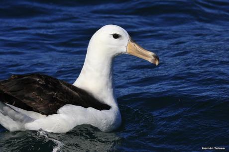 Barcos y albatros