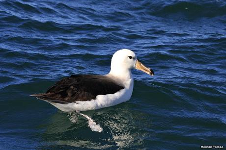 Barcos y albatros