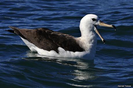 Barcos y albatros