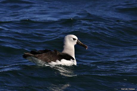 Barcos y albatros