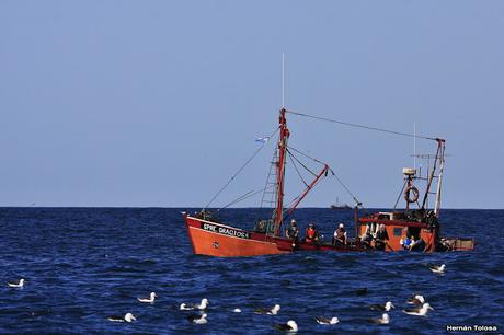 Barcos y albatros