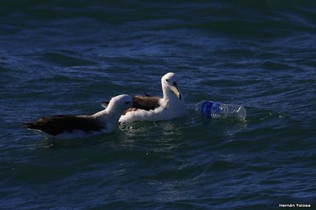 Barcos y albatros