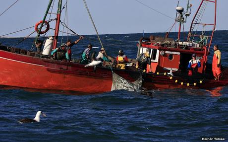 Barcos y albatros